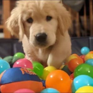 Meet your Posher, Liz